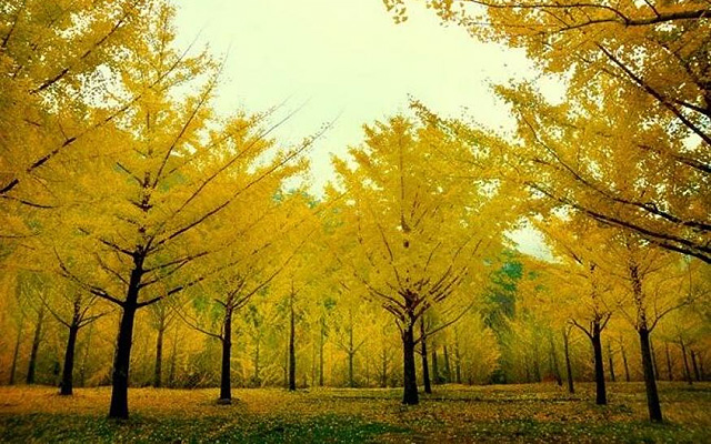 Colorful Places To Visit in South Korea This Autumn