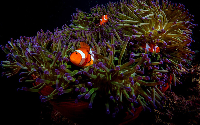Interview with Underwater Photographer Mike Ajero