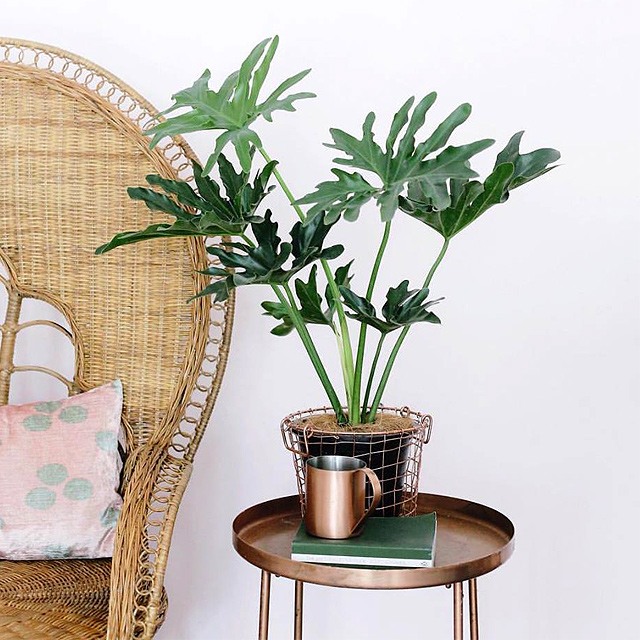 10 Stores To Buy Indoor Plants In Metro Manila | SPOT.ph