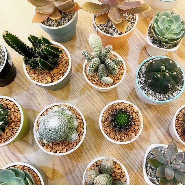 10 Stores To Buy Indoor Plants In Metro Manila