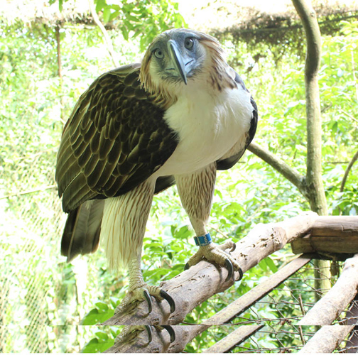 Endangered Philippine Eagles to be Sent to Singapore