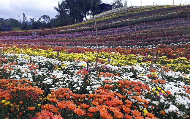 Famous Eden S Flowers Farm Opens In South Cotabato