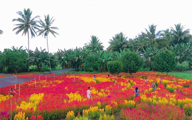 Colorful Farm Of Celosia Flowers Opens In South Cotabato