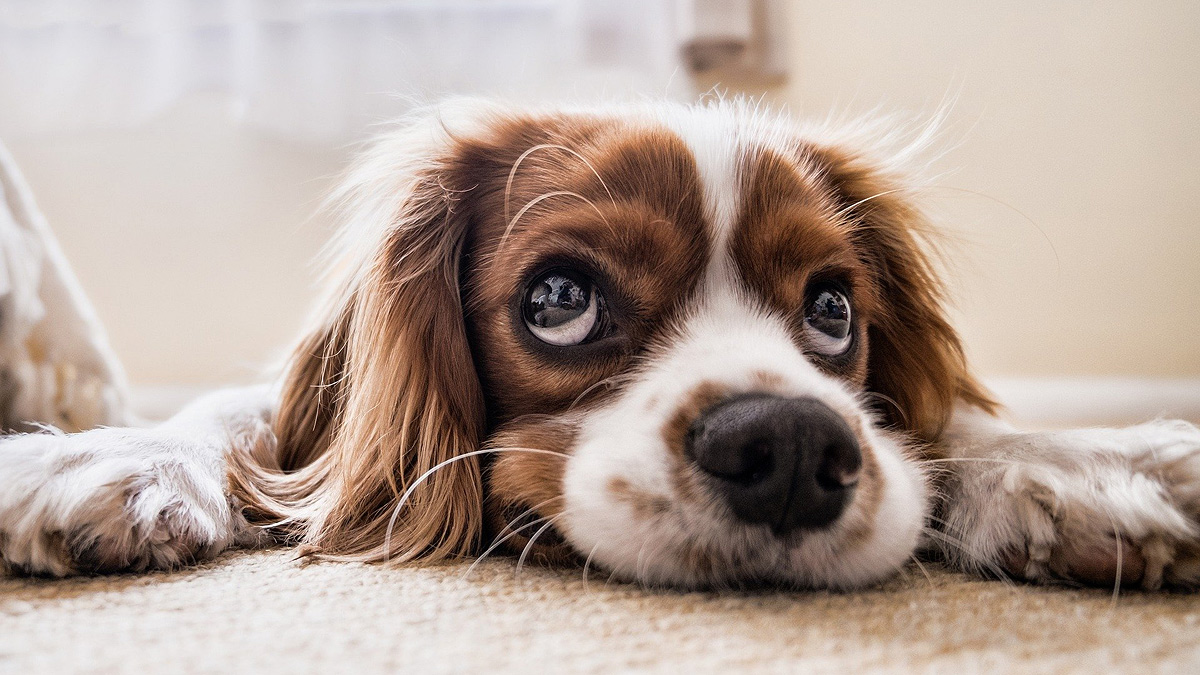 PAL Guide on How Pets Can Join You on Your Next Flight