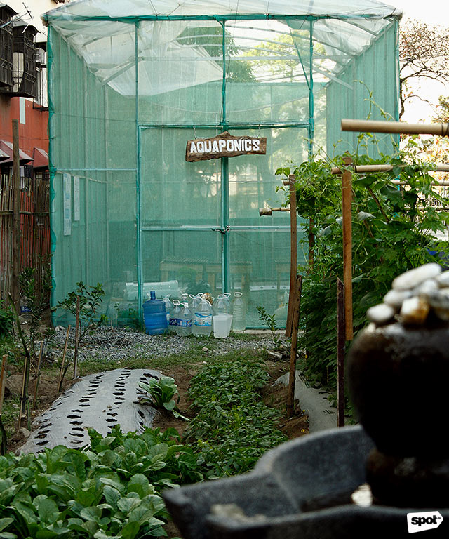 urban farming in metro manila: the good food farm in