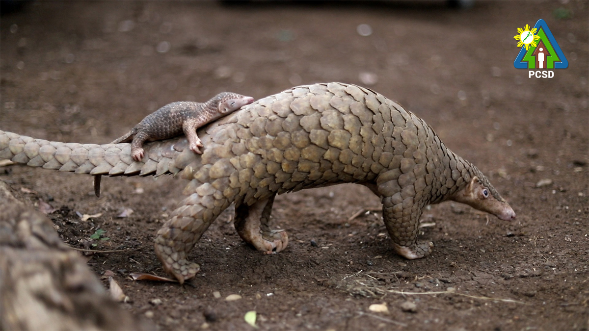 Critically Endangered Pangolins Found In Puerto Princesa, Palawan