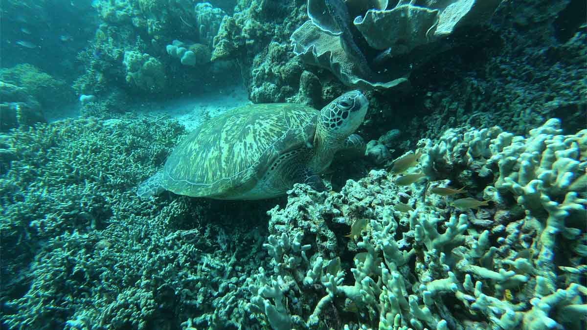 Philippines' Undersea Kaleidoscope Is Japanese Divers' Top Pick