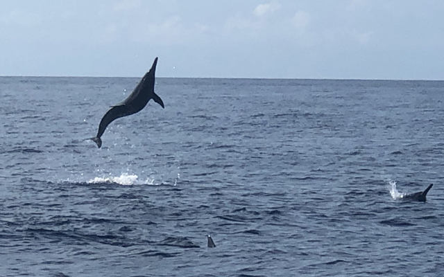 dolphin-watching in bohol