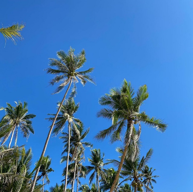 coconut trees in SIargao