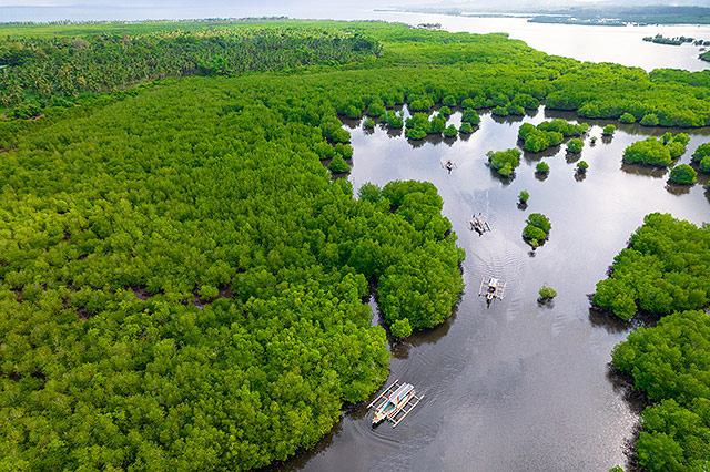 basilan, mangroves