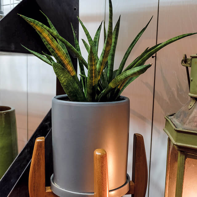 Cylindrical Snake Plant from Space Encounters Homes