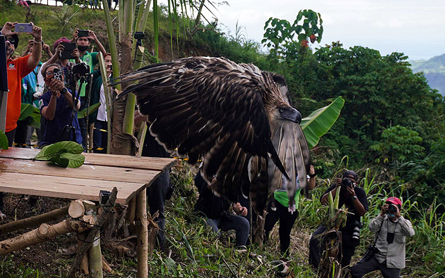 sarangani eagle was found with gunshot wounds in january 2021