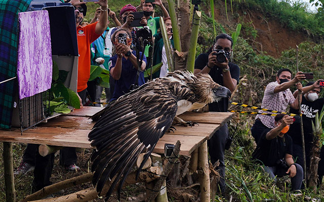 release of sarangani eagle in mount busa