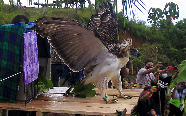 release of sarangani eagle on june 13