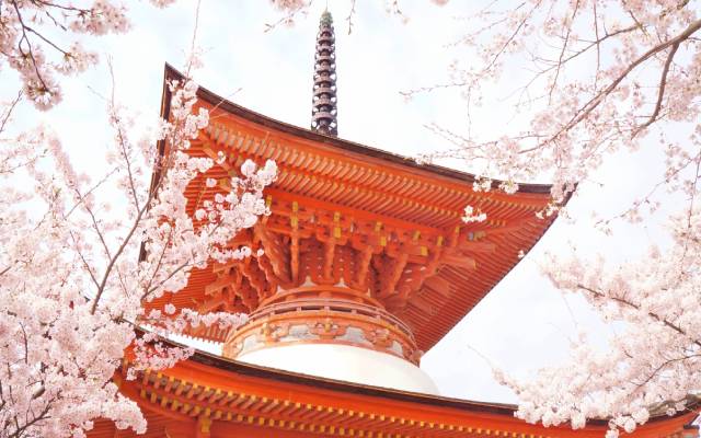 Japan_Miyajima_Pagoda_Sakura