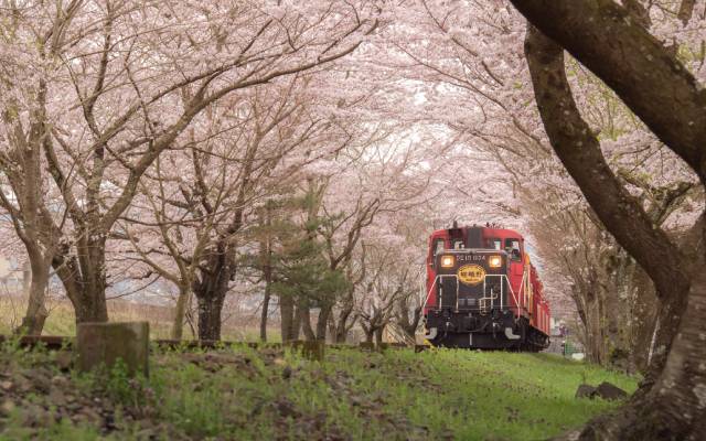 Japan_Train in Spring
