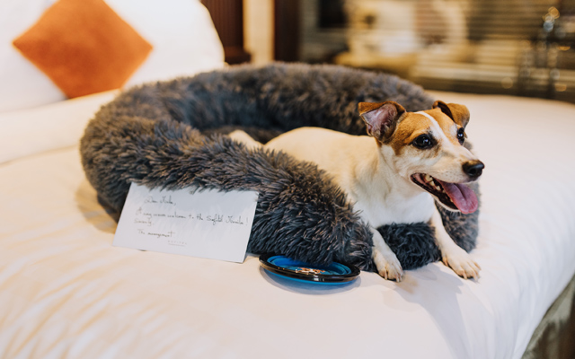 pet-friendly hotel sofitel
