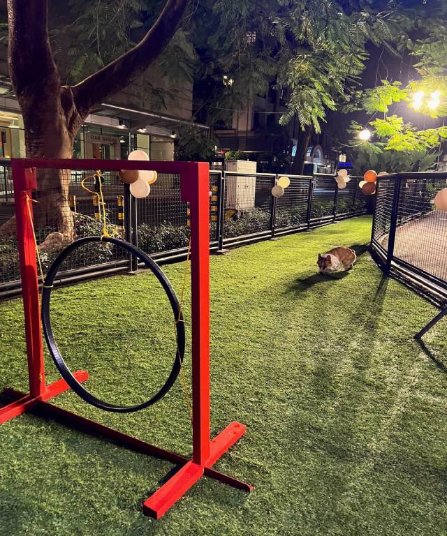 Dog Park Obstacle