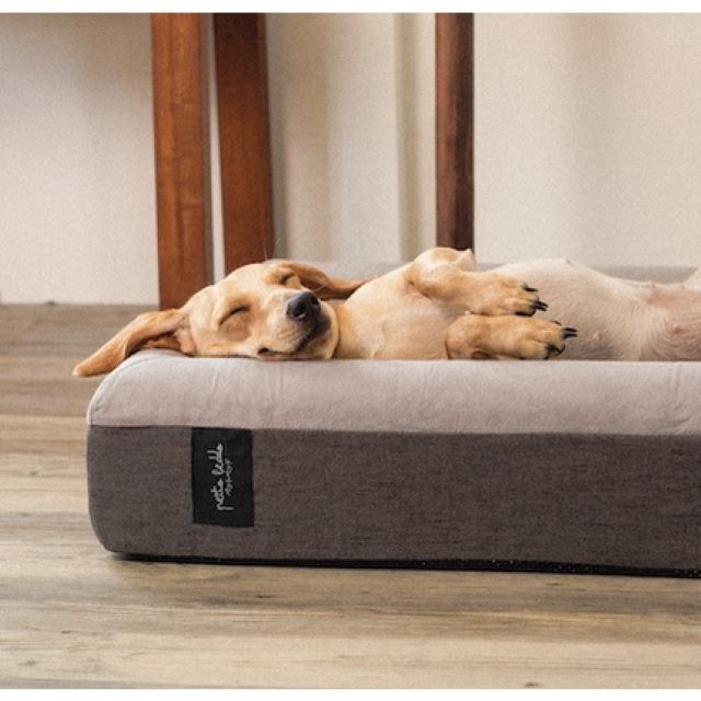 pets cute finds petto beddo pet bed