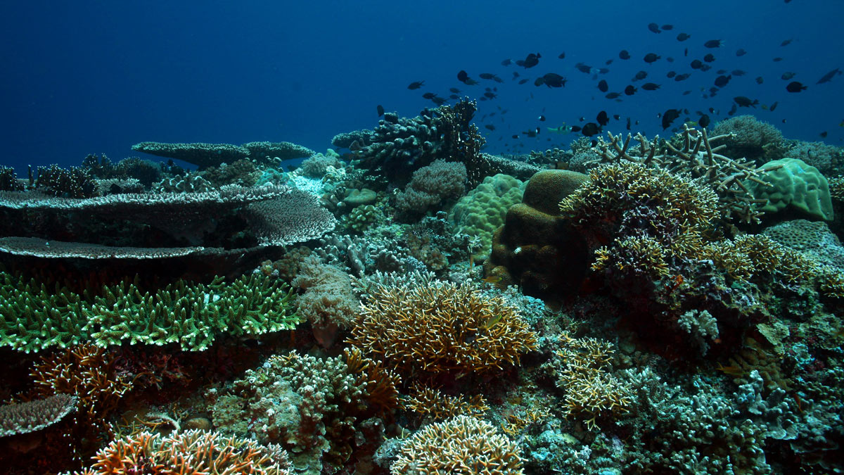 Tubbataha Reefs Natural Park - A Diver’s Heaven