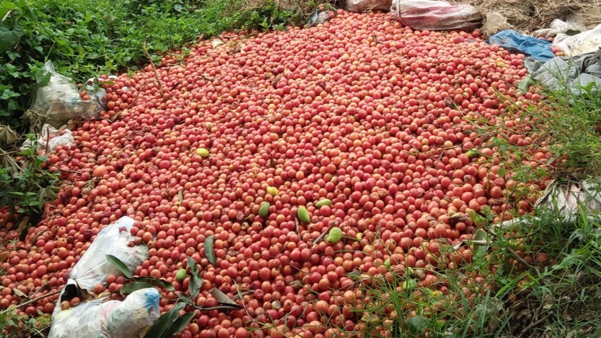 Why Farmers Throw Away Tomatoes in Nueva Vizcaya