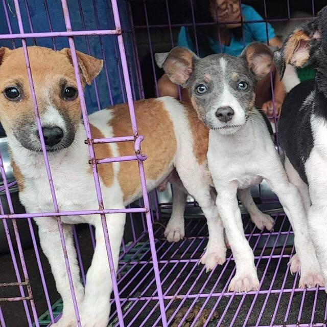 philippine animal rescue team