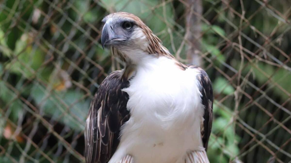 Philippine Eagle Geothermica Dies at 19