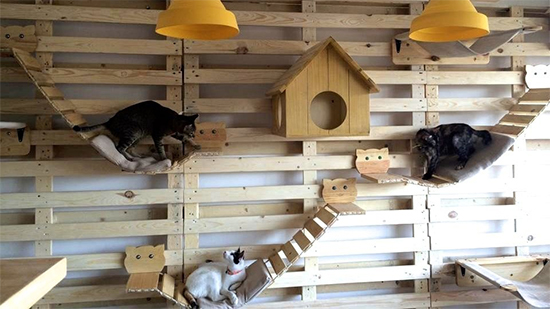 Trending Cat  Cafes