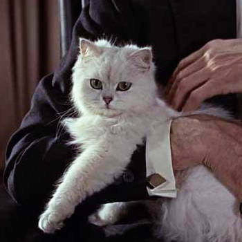 Top 10 Cutest Movie Cats