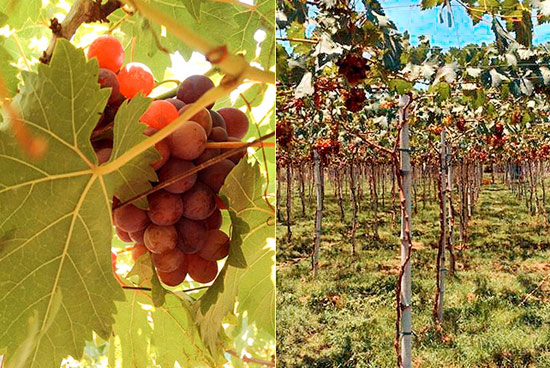 Weekend Escape: The Grape Farms Of La Union | SPOT.ph