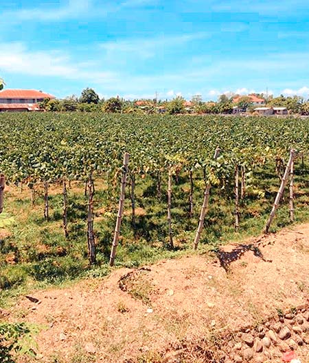 Weekend Escape: The Grape Farms of La Union