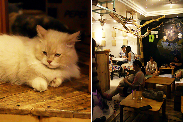 Now In Manila Miao Cat Cafe