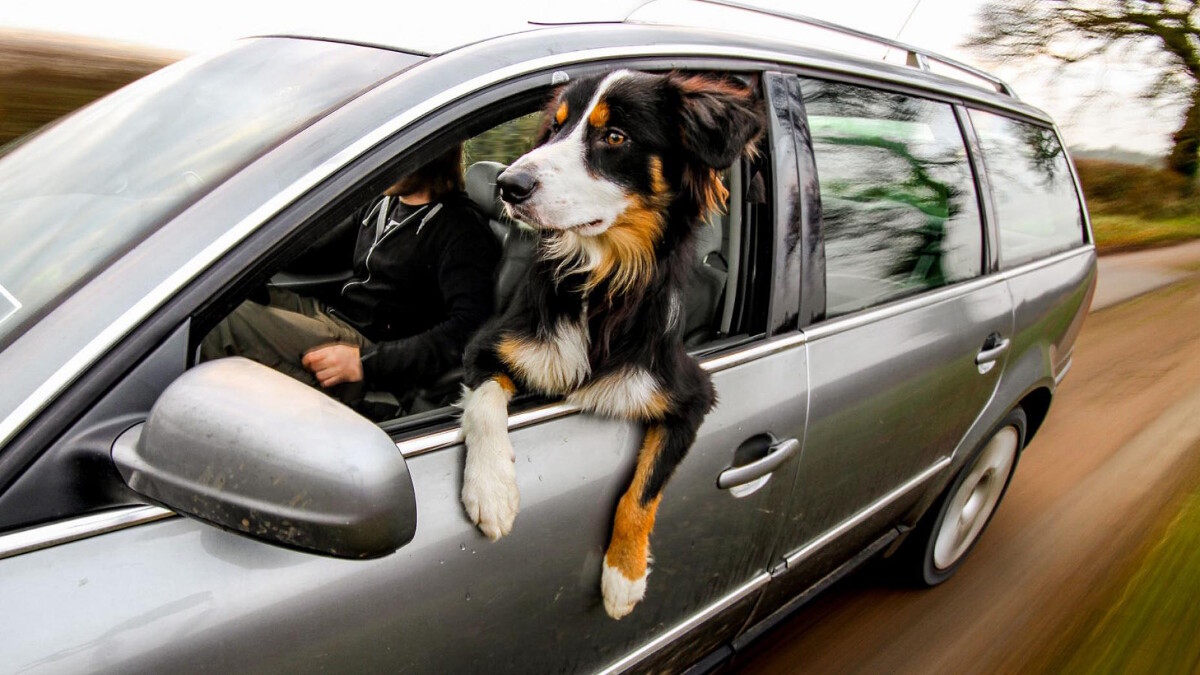 dogs travel in car