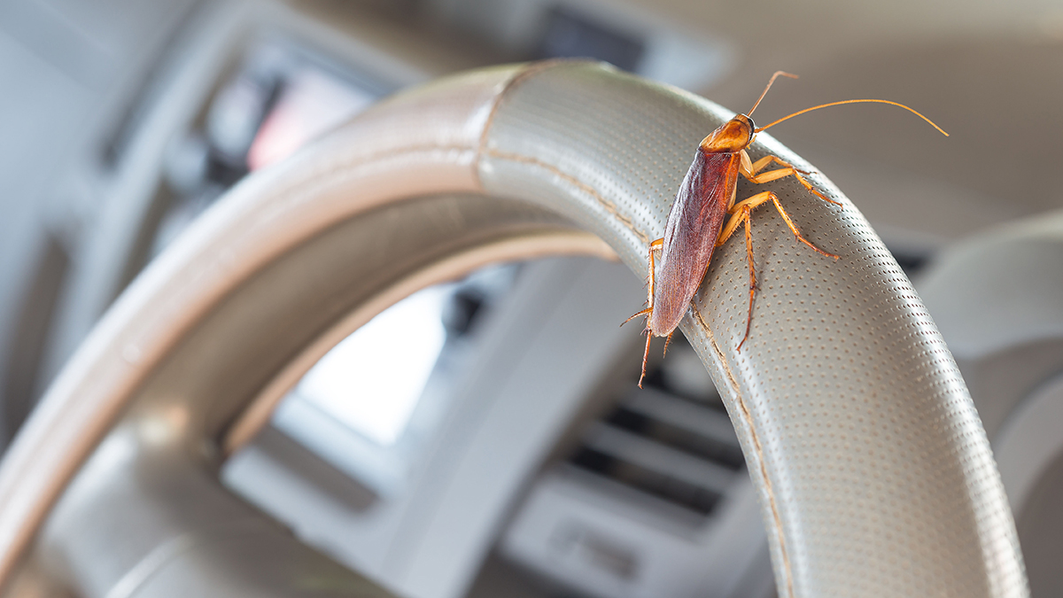 how to remove cockroach in car