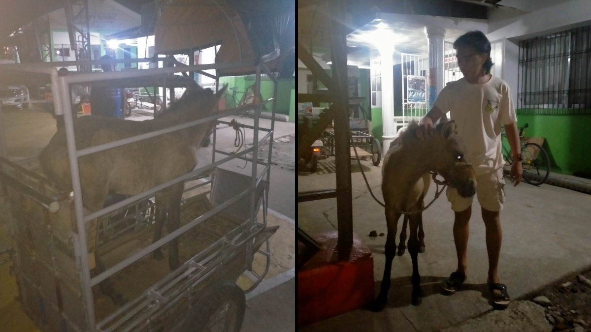 horse on the loose on NLEX returned home