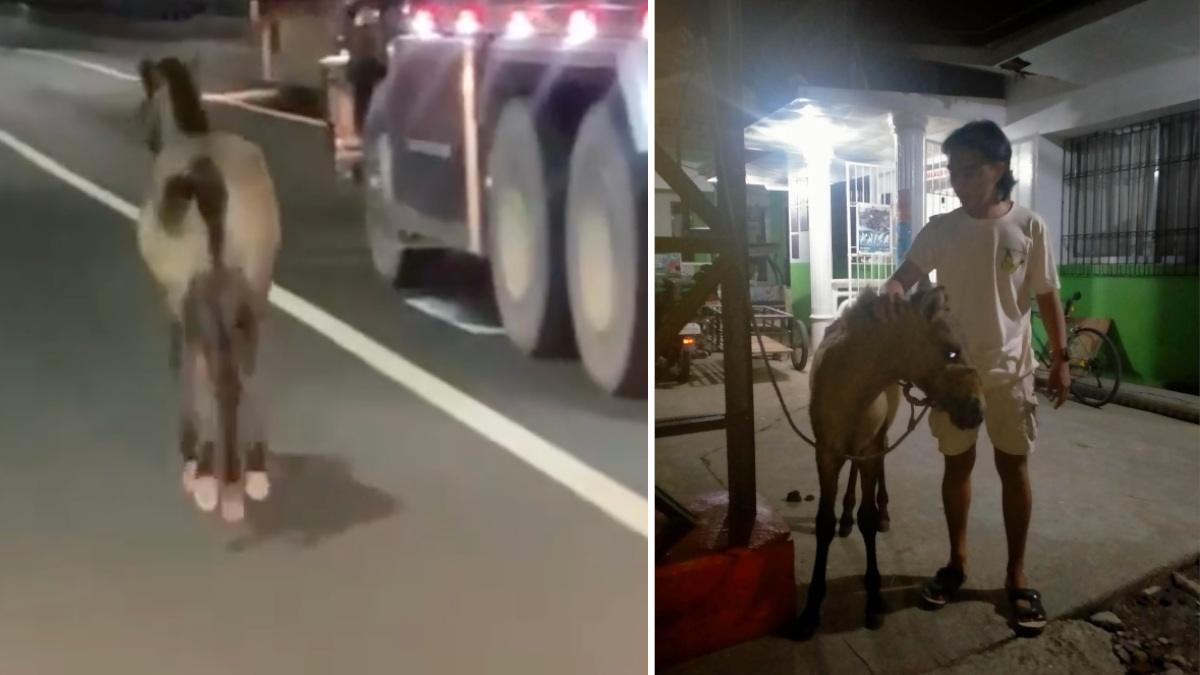 horse on the loose on NLEX