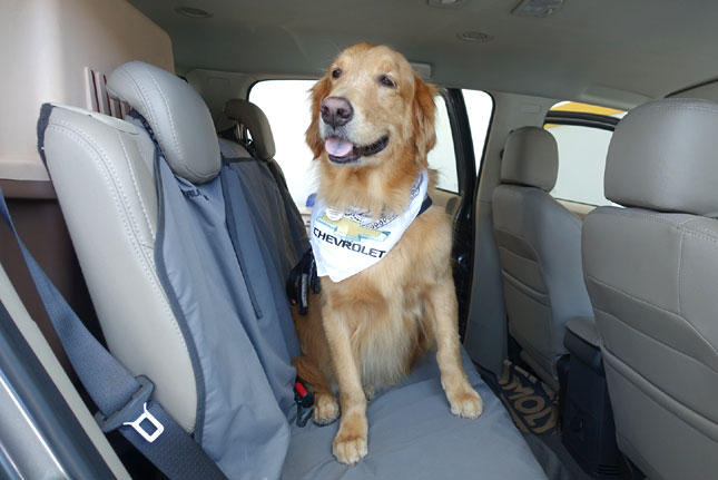 Safe tips: Dogs in cars