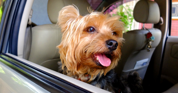 10 things only dog-loving car owners can relate to