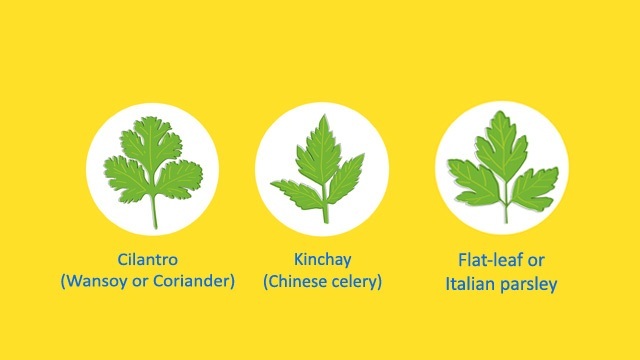 difference between cilantro (wansoy or coriander) and Kinchay (chinese celery) and Flat-Leaf Italian parsley