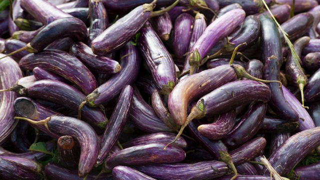 Talong or eggplant