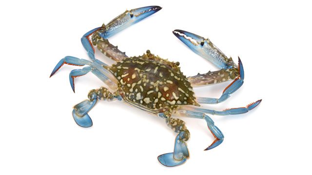 alimasag or blue crabs
