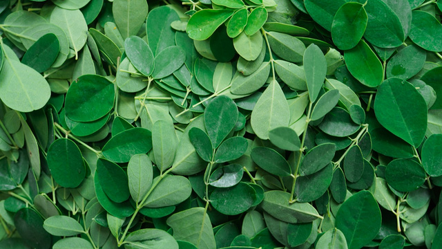 malunggay leaves or moringa